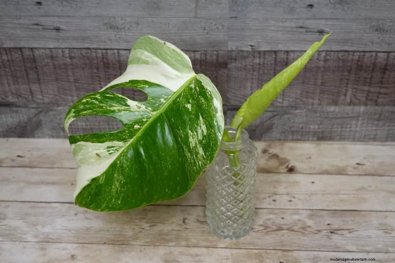 25 Water‑Only Houseplants: Easy, Soil‑Free Indoor Gardening