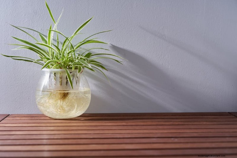 25 Water‑Only Houseplants: Easy, Soil‑Free Indoor Gardening