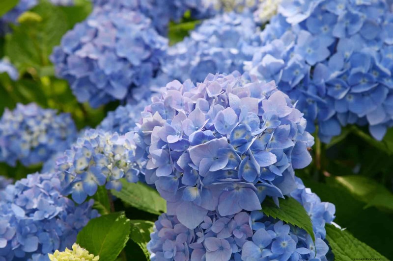 25 Low-Maintenance Flowers That Instantly Calm Any Space