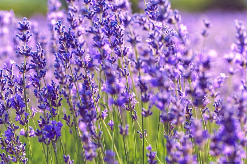 25 Low-Maintenance Flowers That Instantly Calm Any Space