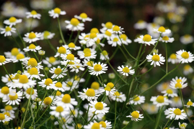 25 Low-Maintenance Flowers That Instantly Calm Any Space