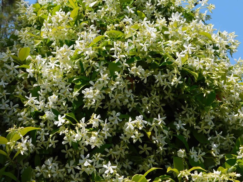 25 Low-Maintenance Flowers That Instantly Calm Any Space