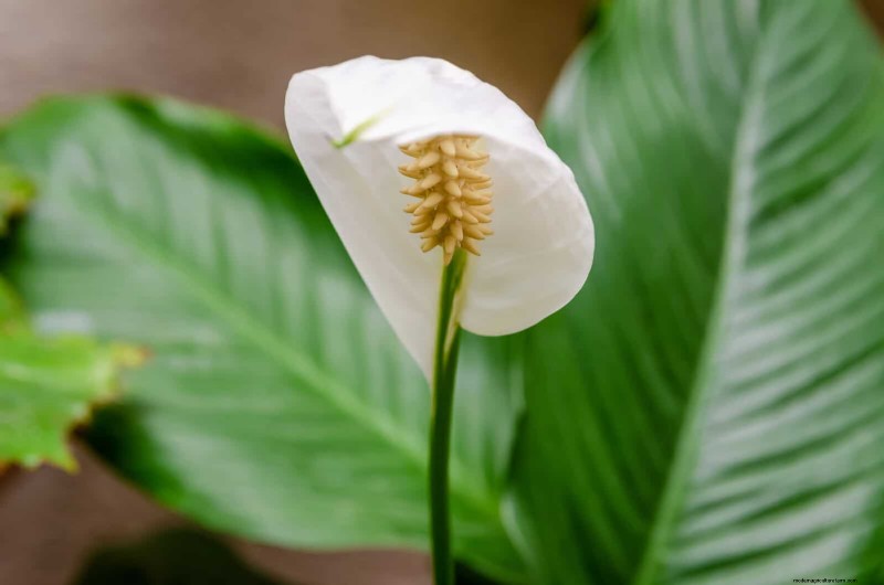 25 Low-Maintenance Flowers That Instantly Calm Any Space