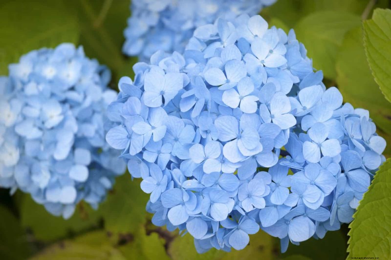 25 Low-Maintenance Flowers That Instantly Calm Any Space