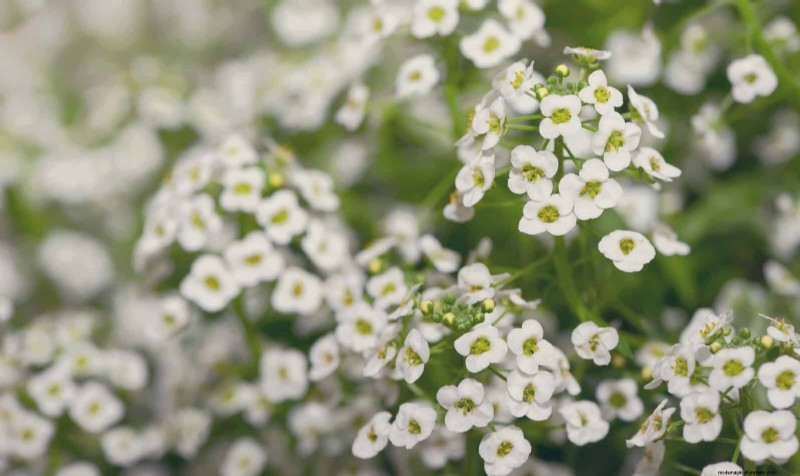 25 Low-Maintenance Flowers That Instantly Calm Any Space