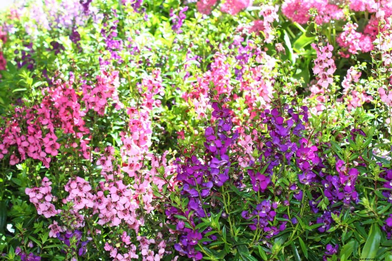 25 Low-Maintenance Flowers That Instantly Calm Any Space