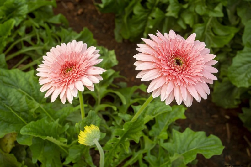 25 Low-Maintenance Flowers That Instantly Calm Any Space