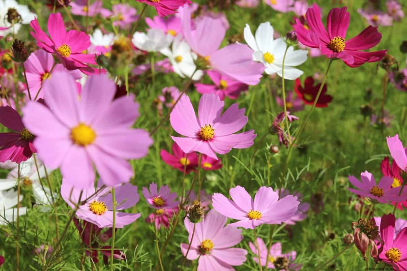25 Low-Maintenance Flowers That Instantly Calm Any Space