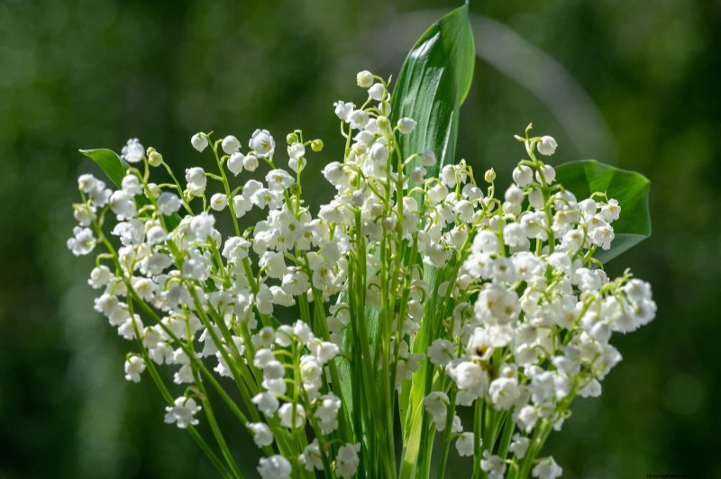 25 Low-Maintenance Flowers That Instantly Calm Any Space