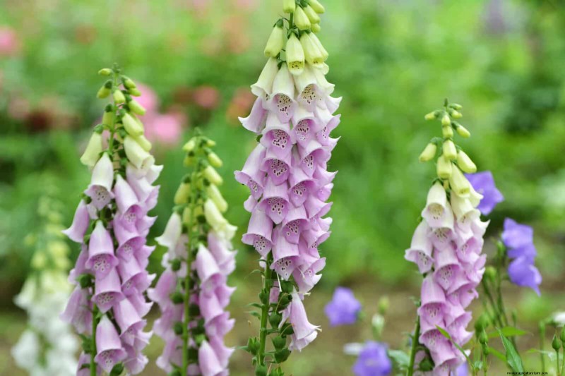 25 Low-Maintenance Flowers That Instantly Calm Any Space