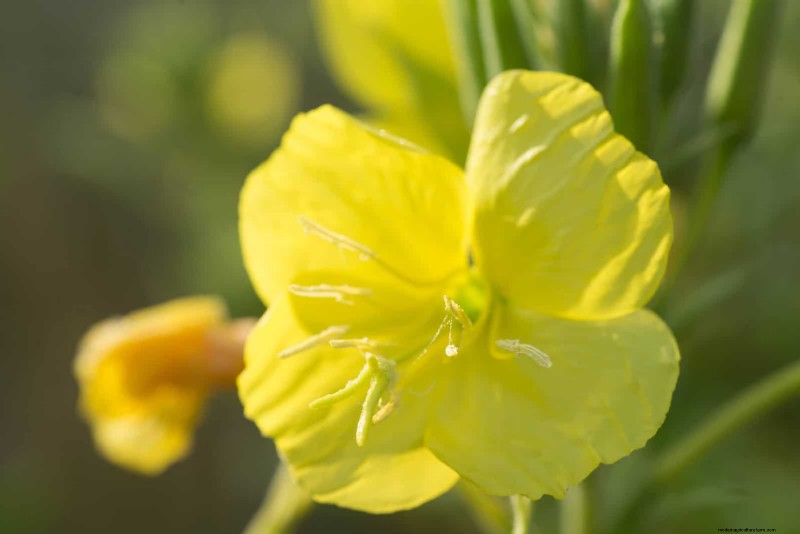 25 Low-Maintenance Flowers That Instantly Calm Any Space
