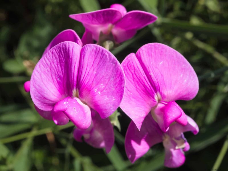 25 Low-Maintenance Flowers That Instantly Calm Any Space