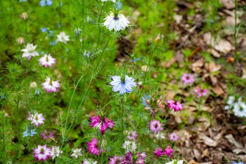 25 Low-Maintenance Flowers That Instantly Calm Any Space