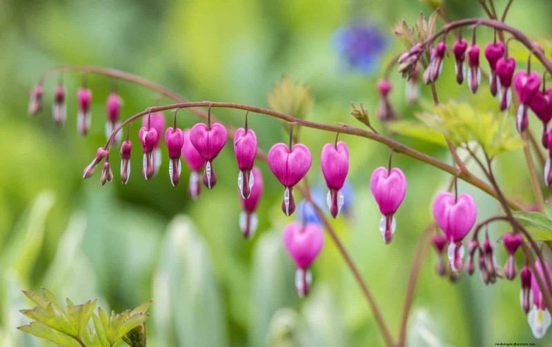 25 Low-Maintenance Flowers That Instantly Calm Any Space