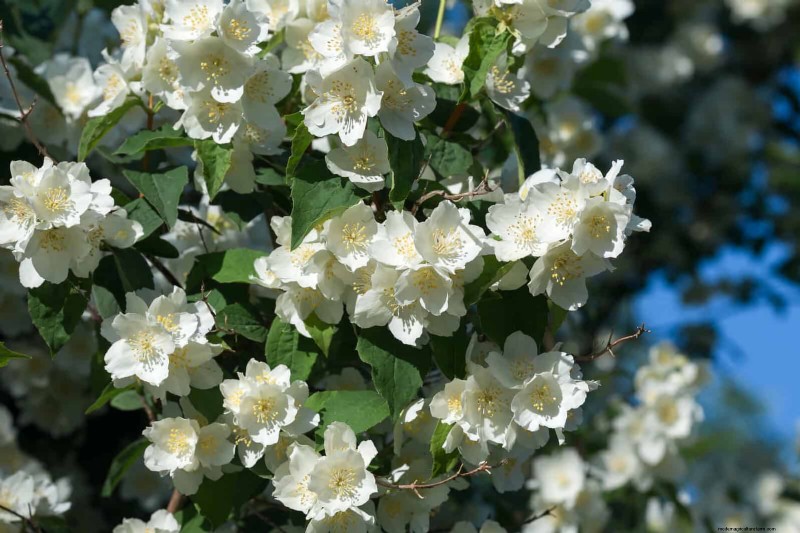 25 Low-Maintenance Flowers That Instantly Calm Any Space