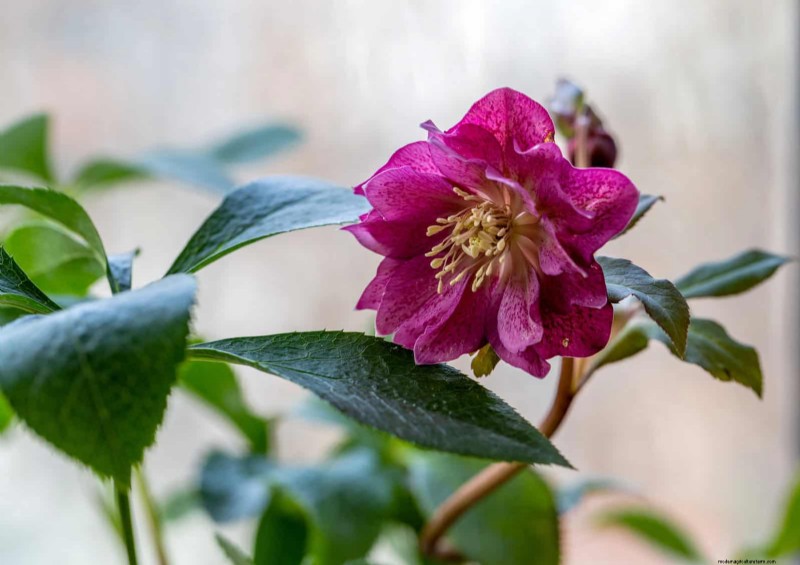 25 Low-Maintenance Flowers That Instantly Calm Any Space