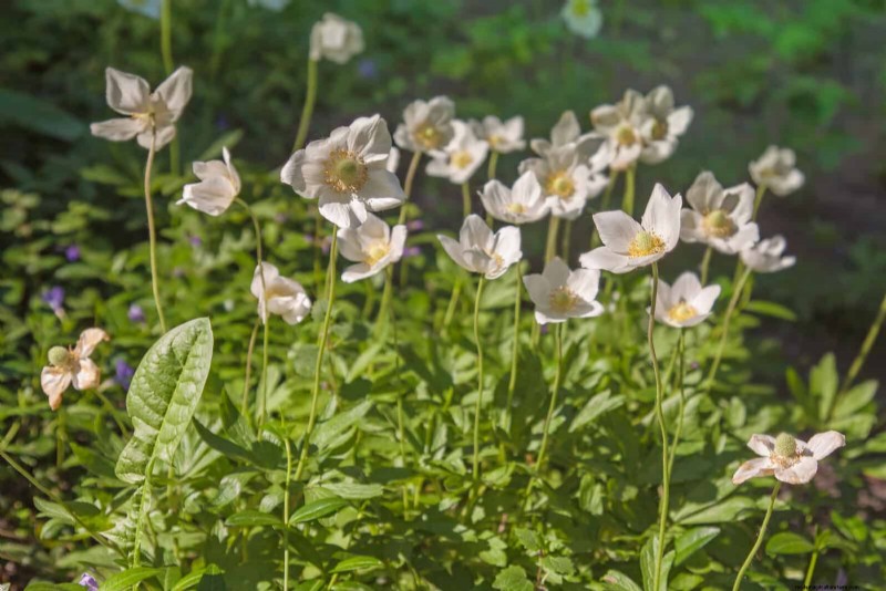 25 Low-Maintenance Flowers That Instantly Calm Any Space