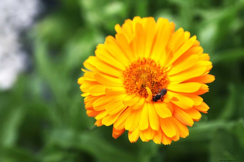 25 Low-Maintenance Flowers That Instantly Calm Any Space