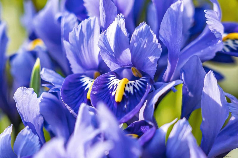 25 Low-Maintenance Flowers That Instantly Calm Any Space