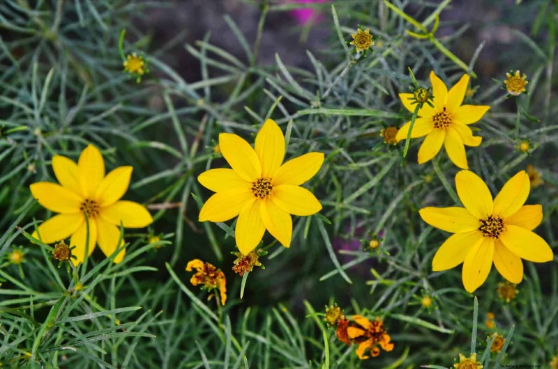25 Low-Maintenance Flowers That Instantly Calm Any Space