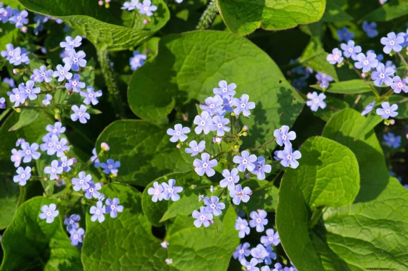 25 Low-Maintenance Flowers That Instantly Calm Any Space