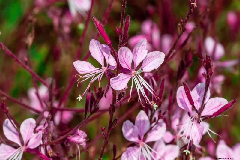 25 Low-Maintenance Flowers That Instantly Calm Any Space