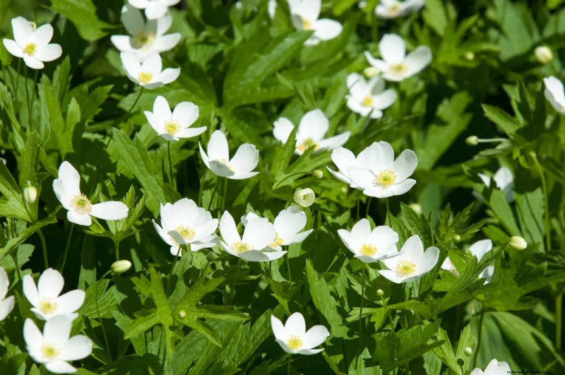 25 Low-Maintenance Flowers That Instantly Calm Any Space