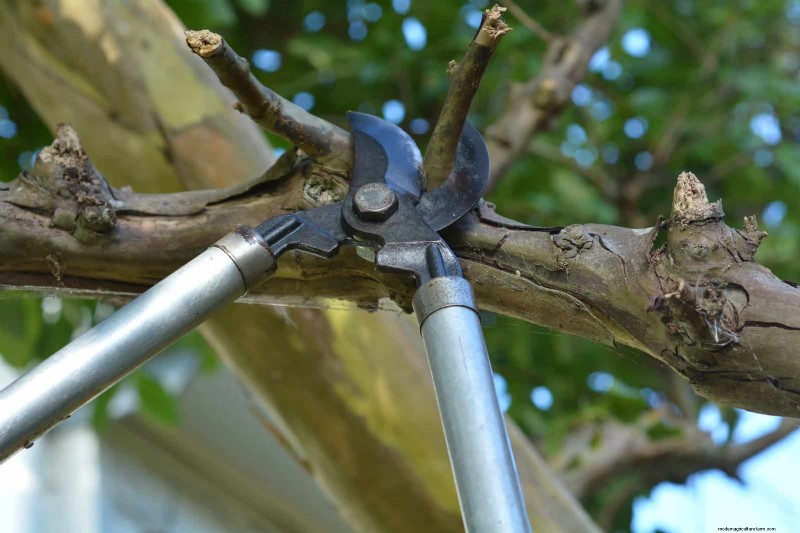 21 Expert Landscaping Strategies to Shield Your Home from Wildfires