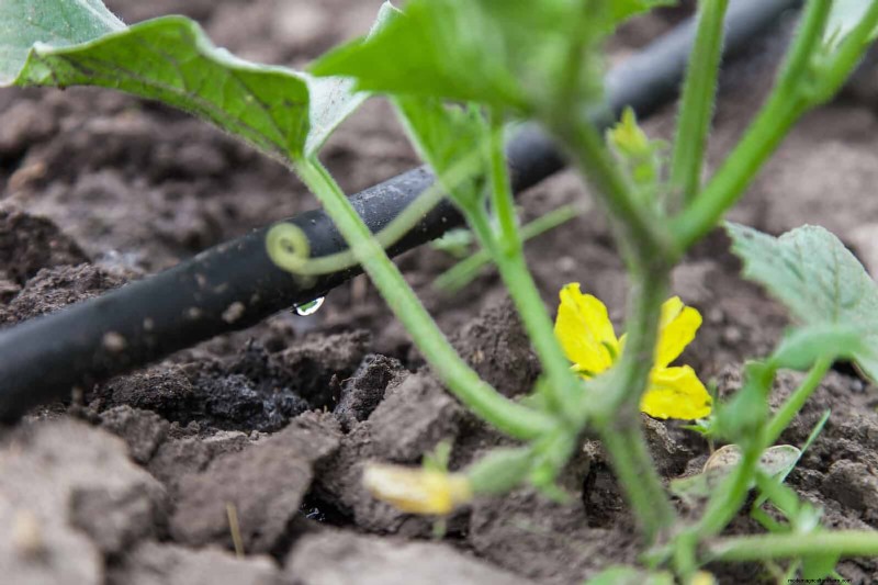 21 Expert Landscaping Strategies to Shield Your Home from Wildfires