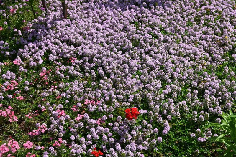How to Create a Stunning Summer Landscape with Minimal Effort