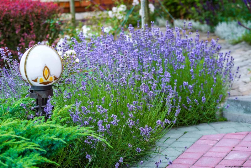 How to Create a Stunning Summer Landscape with Minimal Effort