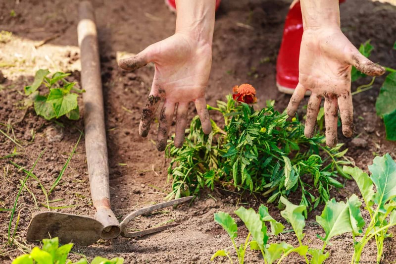 22 Clear Signs Your Soil Is Stunting Flower Growth