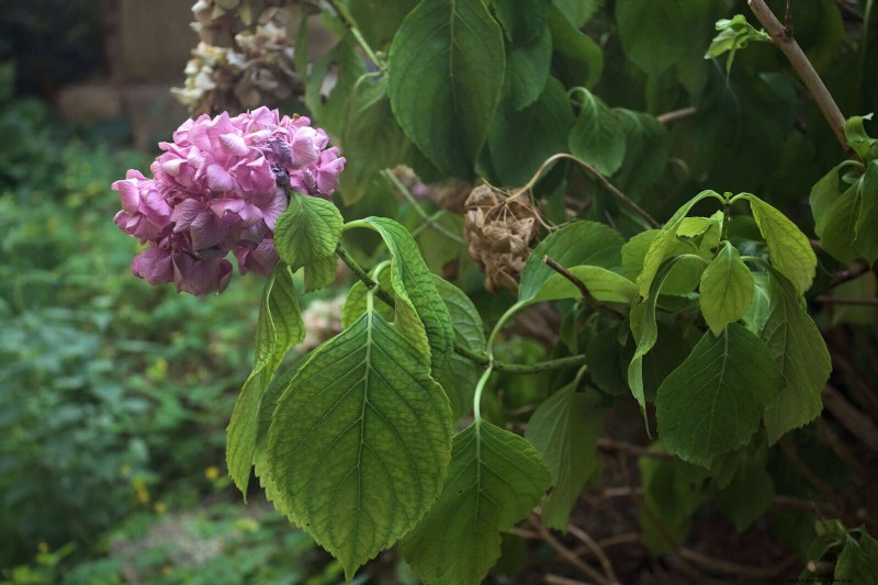 22 Clear Signs Your Soil Is Stunting Flower Growth
