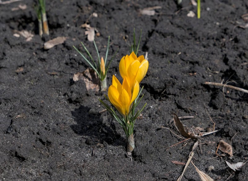 22 Clear Signs Your Soil Is Stunting Flower Growth