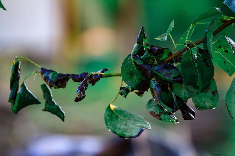 22 Clear Signs Your Soil Is Stunting Flower Growth
