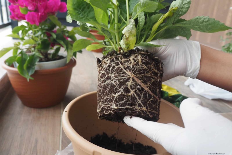 22 Clear Signs Your Soil Is Stunting Flower Growth