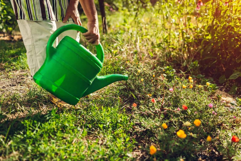 22 Clear Signs Your Soil Is Stunting Flower Growth