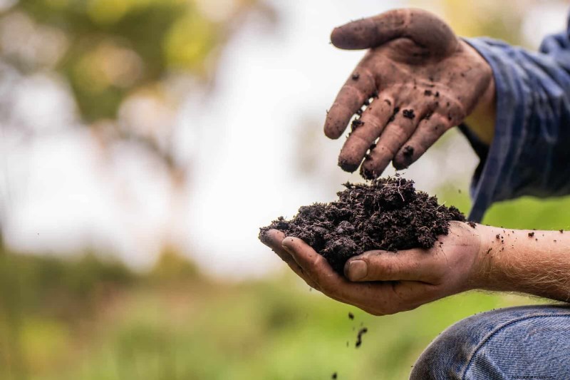 22 Clear Signs Your Soil Is Stunting Flower Growth