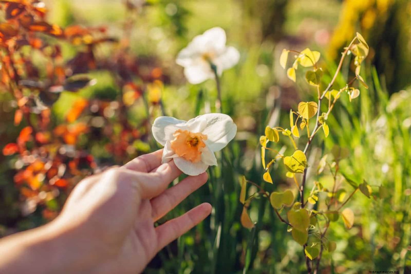 22 Clear Signs Your Soil Is Stunting Flower Growth