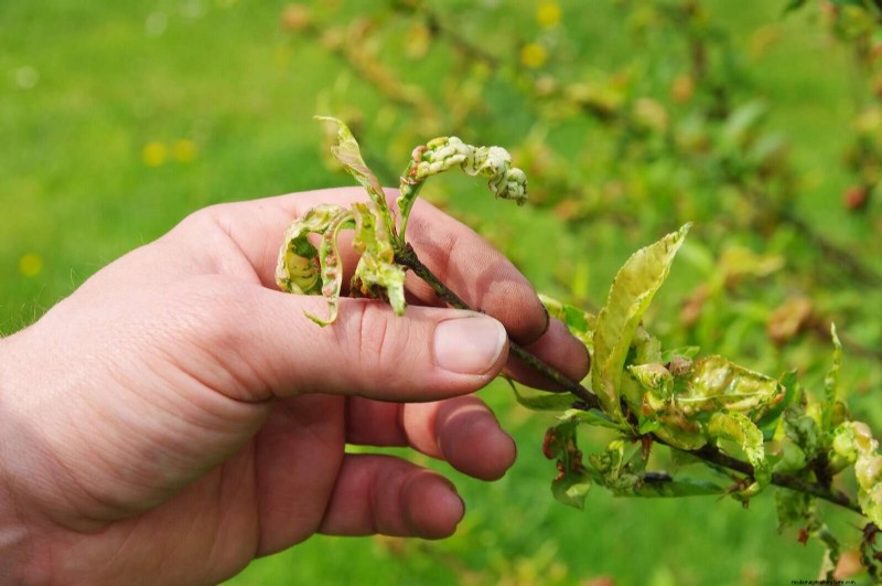 22 Clear Signs Your Soil Is Stunting Flower Growth