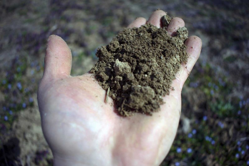 22 Clear Signs Your Soil Is Stunting Flower Growth