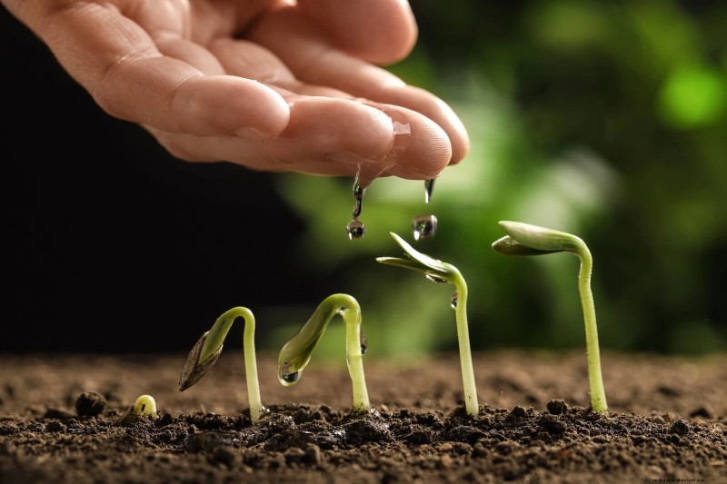 22 Clear Signs Your Soil Is Stunting Flower Growth