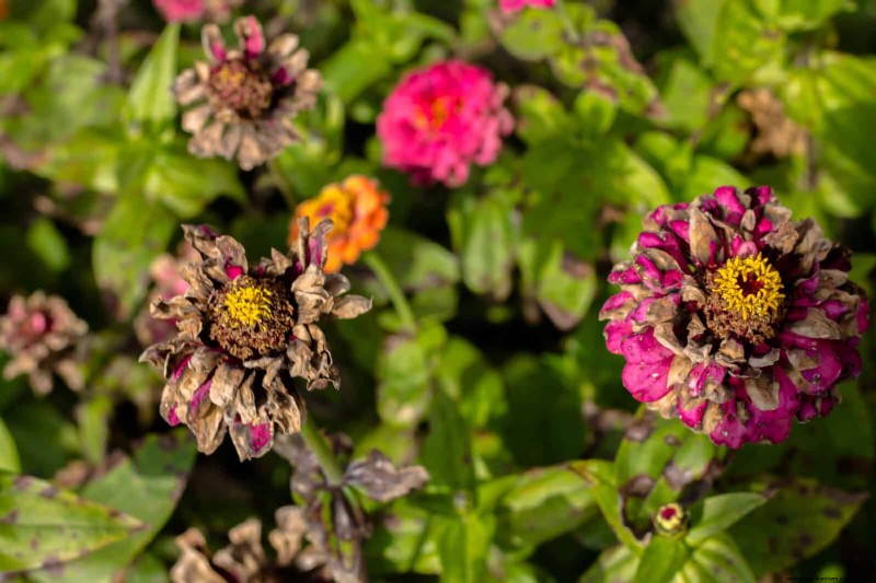 22 Clear Signs Your Soil Is Stunting Flower Growth