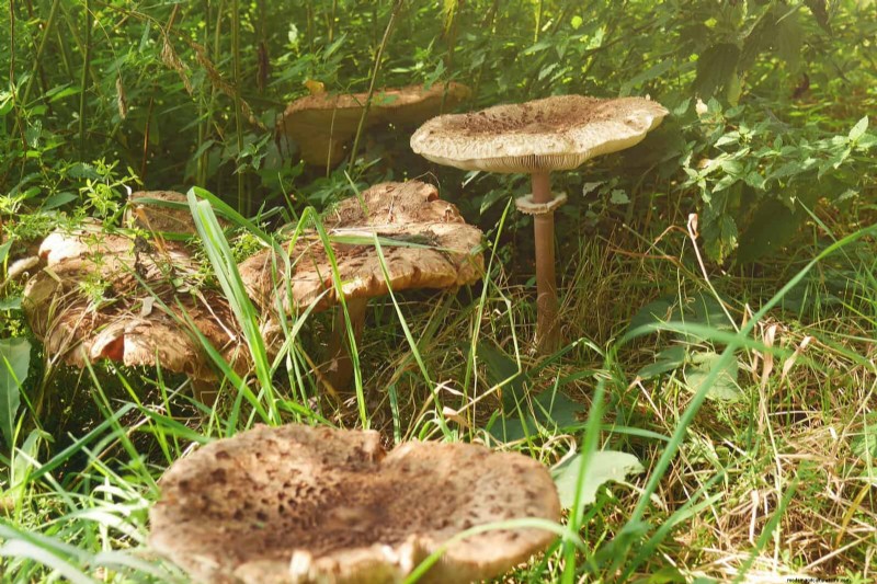 22 Clear Signs Your Soil Is Stunting Flower Growth