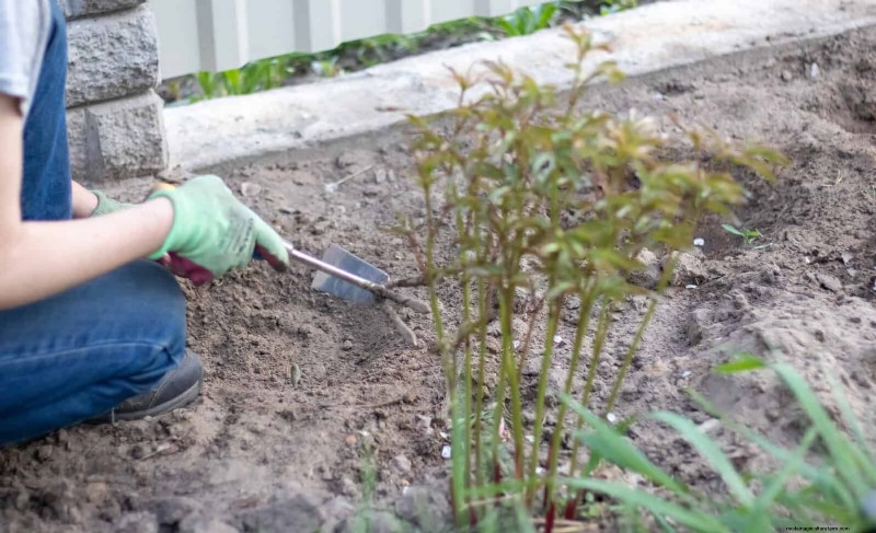 22 Clear Signs Your Soil Is Stunting Flower Growth