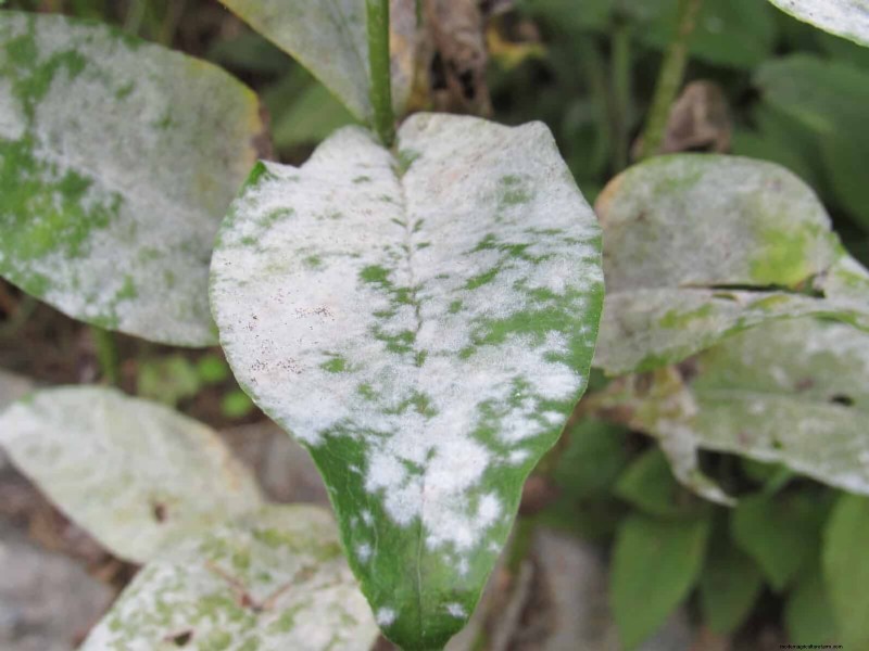 22 Clear Signs Your Soil Is Stunting Flower Growth