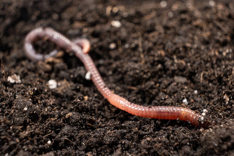 22 Clear Signs Your Soil Is Stunting Flower Growth