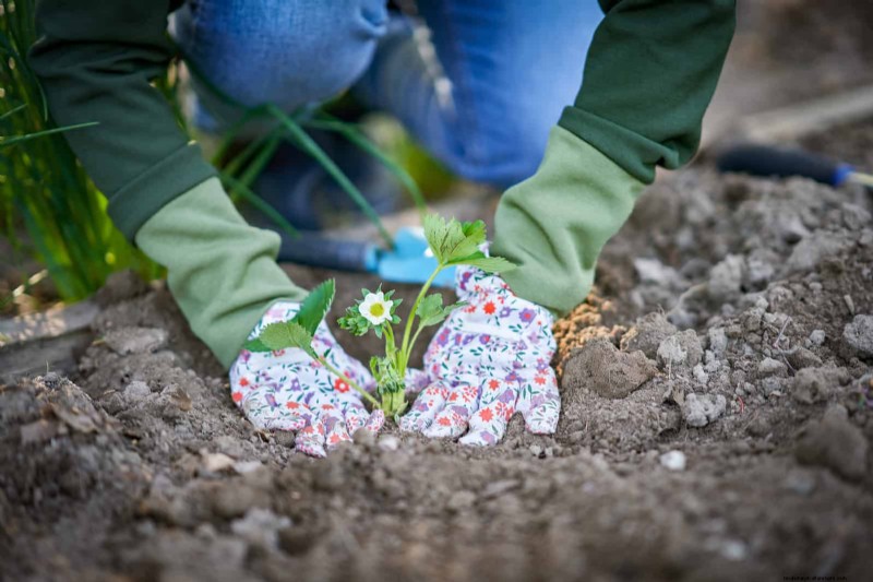 22 Clear Signs Your Soil Is Stunting Flower Growth