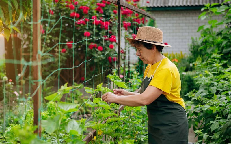 Expert Guide to Training Climbing & Trailing Vines: Simple Techniques for Lush, Structured Gardens