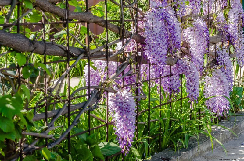 Expert Guide to Training Climbing & Trailing Vines: Simple Techniques for Lush, Structured Gardens